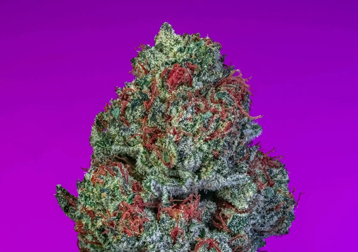 Whammm S1 

Wham is a balanced hybrid resulting from the cross between Super Runtz and ADL strains. 💥