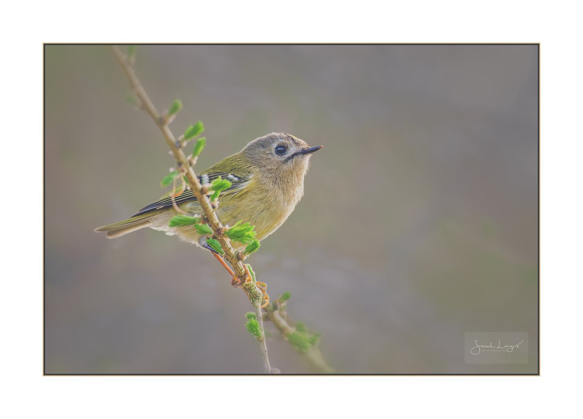 Sarah Longes πΊπ¦ (@miradordesign) on Twitter photo Golden Days #fsprintmonday #BBCWildlifePOTD #APPicOfTheWeek
A delightful encounter with a #goldcrest at #KewGardens last week π #nature #birding #wildlife #fujifilm_uk #fujifilm_xseries #sheclicksnet #RoyalBotanticGardens #Spring <a href="/BBCSpringwatch/">BBC Springwatch</a> Golden Days #fsprintmonday #BBCWildlifePOTD #APPicOfTheWeek
A delightful encounter with a #goldcrest at #KewGardens last week π #nature #birding #wildlife #fujifilm_uk #fujifilm_xseries #sheclicksnet #RoyalBotanticGardens #Spring <a href="/BBCSpringwatch/">BBC Springwatch</a>