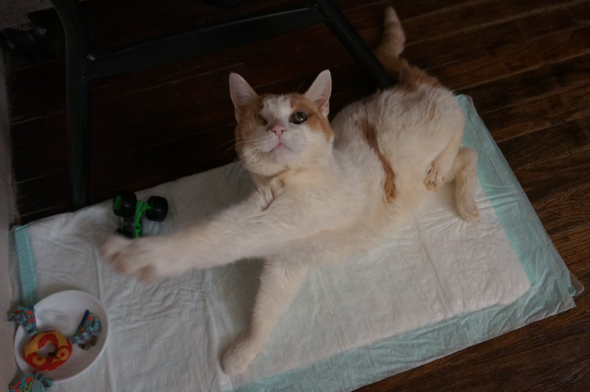 My Mom took This Picture of Me this Morning to Send some #Cuteness to eFurryOne of You who Wished me a Happy 17th Birthday Today!  Thank You SO Much, My Friends!  Mom &amp; I Love You ALL!!!!!  
😃🎂🍨🐈🥳
#SuperSeniorCatClub  #BirthdayGirl  #GlamorShot