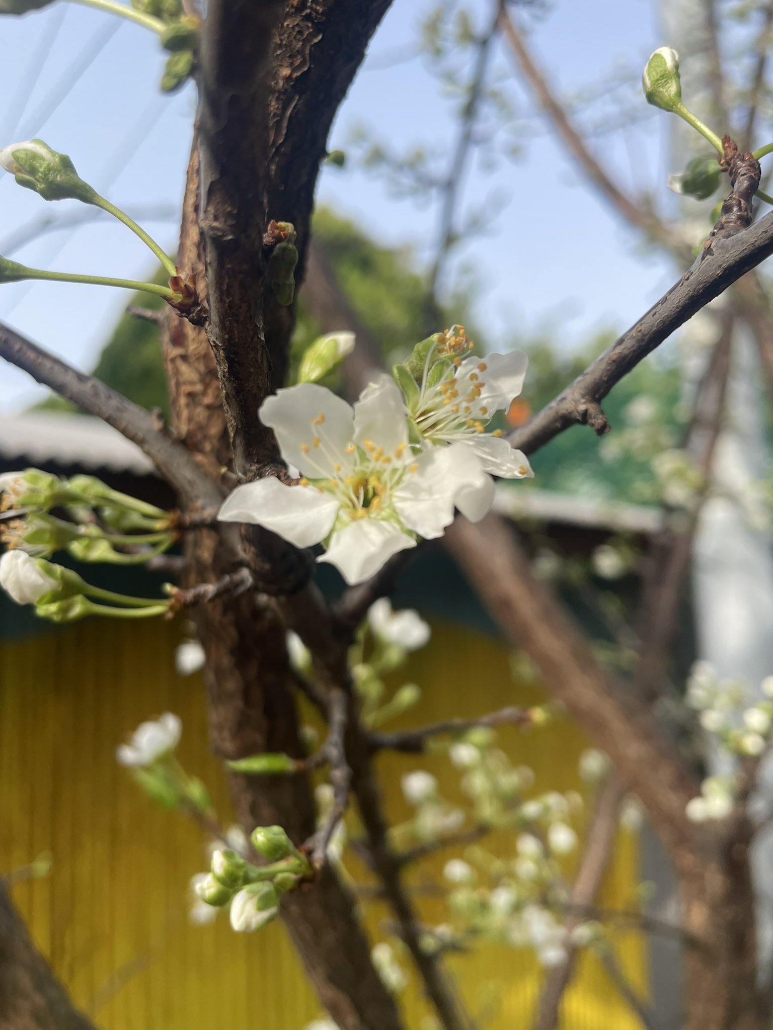 すももページ KAWAJUN SC-09E-XC KAWAJUN ダブルペーパーホルダー（クローム