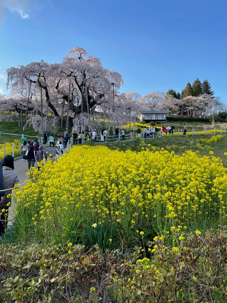 tea_space_turu's tweet photo. 去年4/12　福島県三春町の『#三春滝沢』に行った写真
須賀川紅茶教室と同じ日💦
今年も見れるかなぁ😊

須賀川紅茶教室にお申し込みいただきありがとうございます
締切���4/6です
お申込みはこちらからお願いいたします
https://t.co/DBRruswabI…
お待ちしています https://t.co/5EKObBzU60