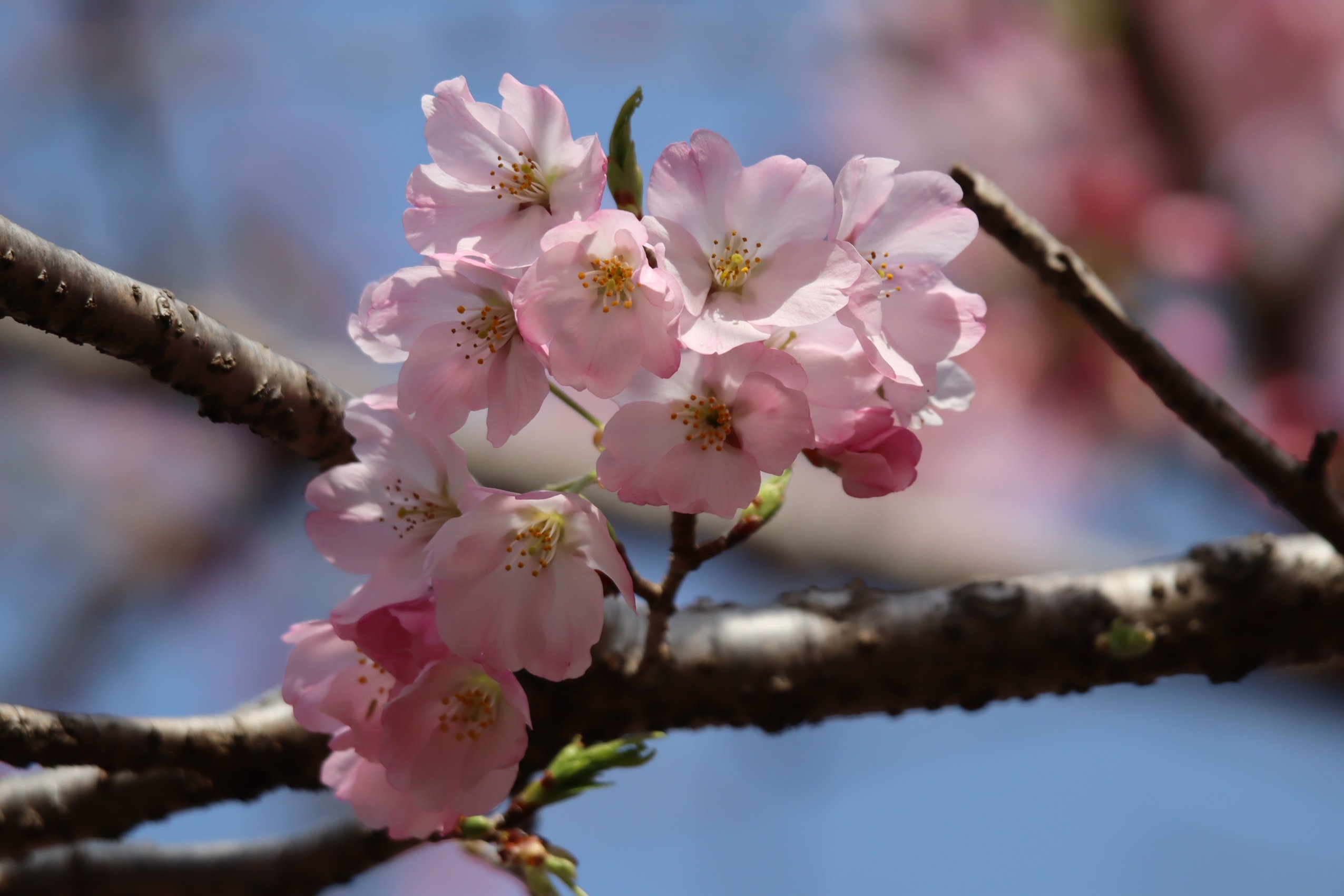 PeonyGardenTokyo つくば牡丹園 | 🌸つくば牡丹園2025開園まで
