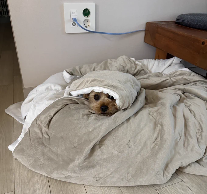 実家犬 