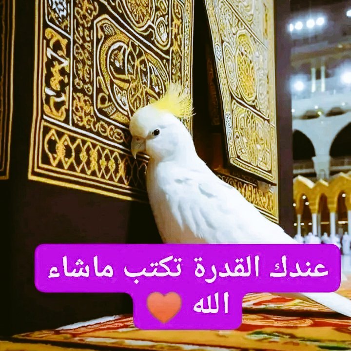 ماهي بوابه الدخول إلى الإسلام هل 
1/(الصلاة) 
2/(التسبيح) 
3/(الشهادتان) 
4/(الزكاه) 
الشاطر يفكر