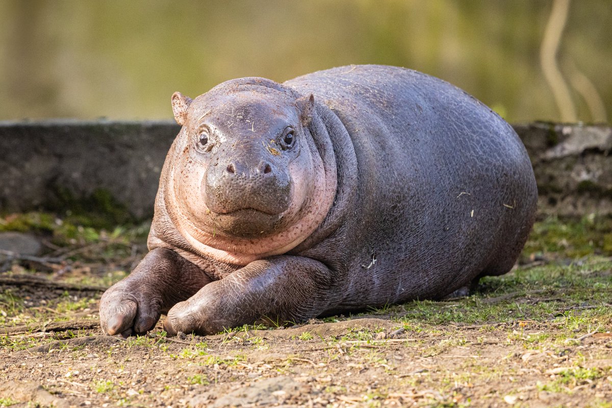 samikellyx's tweet photo. Photos from Thursday. First time seeing Haggis outside and then was lucky enough to see her in the pool for the first time also 🥰 #haggis https://t.co/Zkyi1boZ55