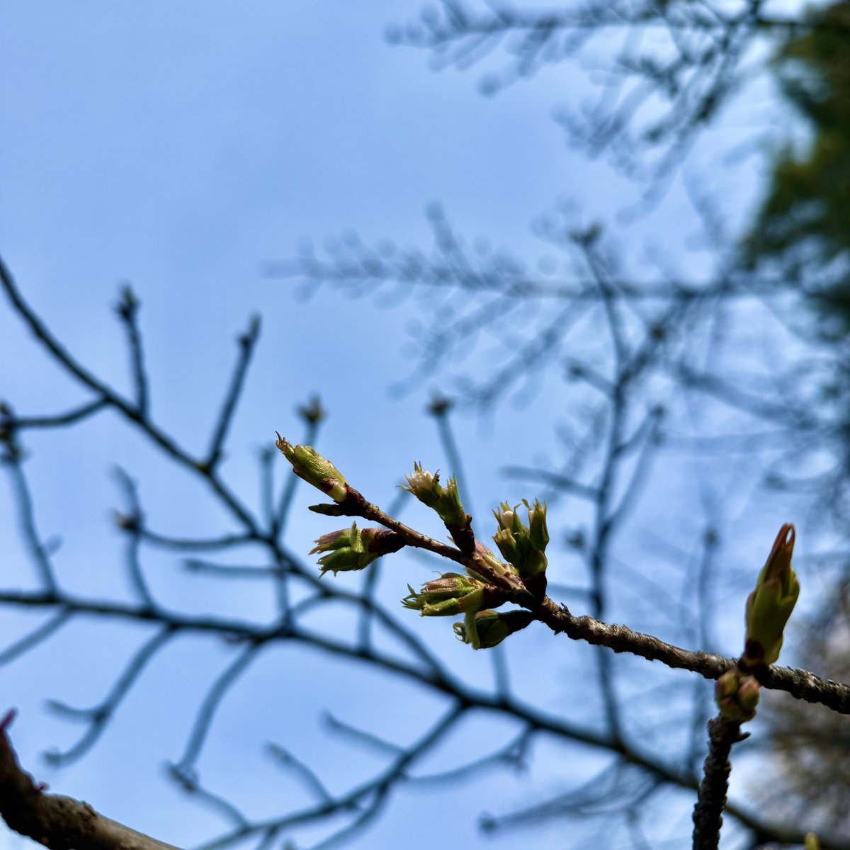 おはようございます。
東京で桜の開花宣言があったので公園に立ち寄ってみました。
週末はお天気悪そうですが、お花見🌸何回できるかなー😌

#日本財団 #海と日本