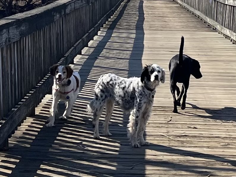 TZurybida's tweet photo. ⁦@DogsOfTurf⁩ Somehow missed the opportunity to post this photo a few weeks back. Here we have 3 golf course pups almost posing together. Pictured from L-R are Penny, Norah and Beau at the historic Langston Golf Course. https://t.co/Ojurs1yS97