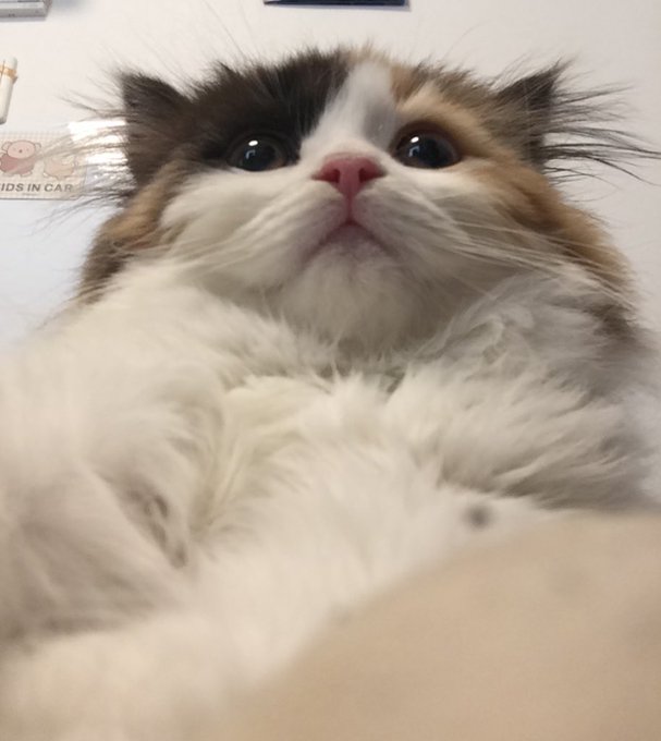 新入り猫ーズです
スコティッシュとベンガルです
名前はクルンたんとゼンザイたんです
体重は1.3kgと1kgです🐯ふたりとも3ヶ月のベイビチャンです

最後にカンチャン、10歳の3.7kgです
どうぞよろしゅう 