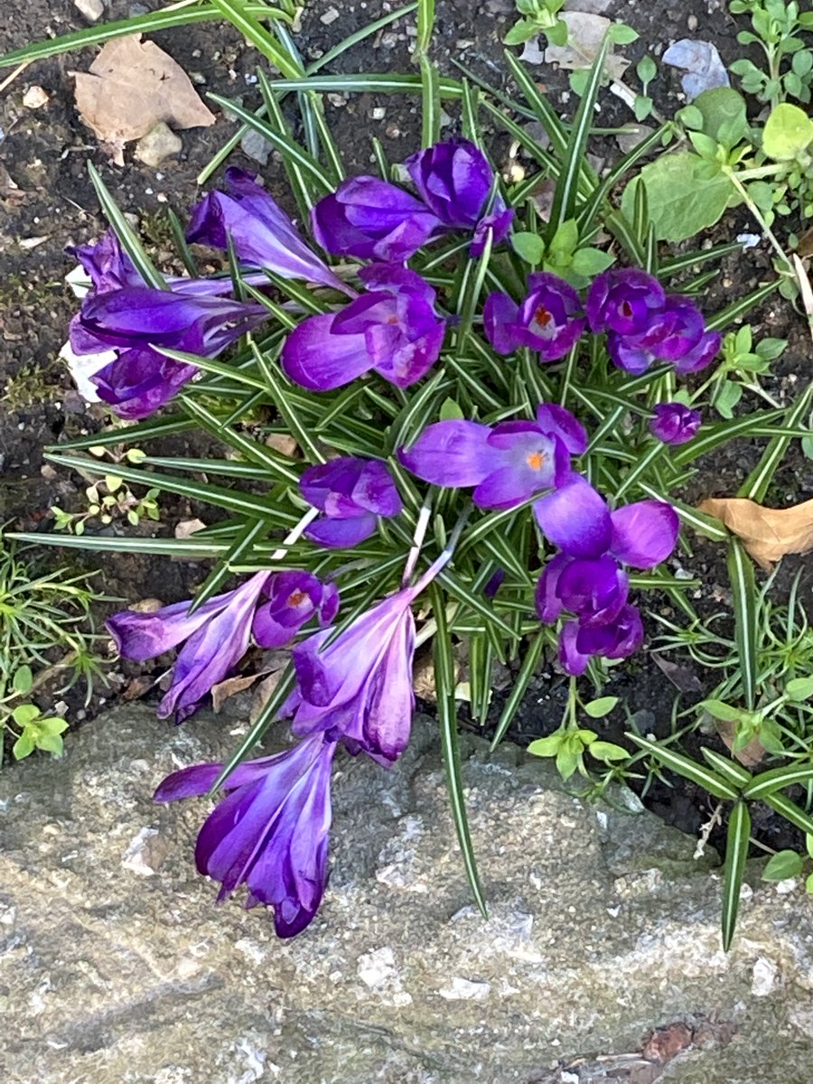 Patricia (Trisha) Carragon/Writer (@brownstonepoets) on Twitter photo …sensibilityhaikujournal.wordpress.com/2025/03/24/sen… <a href="/RescuePoetix/">RescuePoetix™</a> <a href="/cmrboxwoodstar1/">Carrie Magness Radna</a> #haiku #publication #rebirth …sensibilityhaikujournal.wordpress.com/2025/03/24/sen… <a href="/RescuePoetix/">RescuePoetix™</a> <a href="/cmrboxwoodstar1/">Carrie Magness Radna</a> #haiku #publication #rebirth