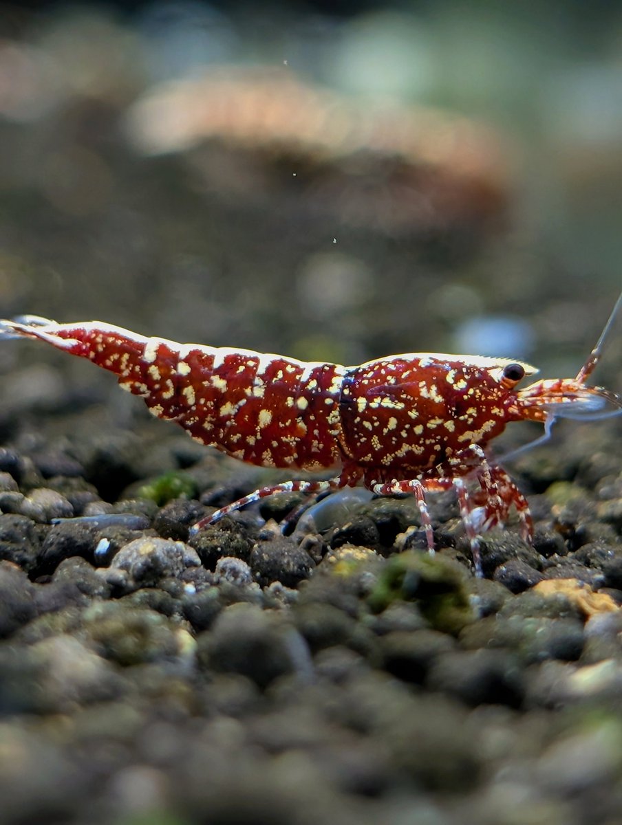 munmunshrimp's tweet image. エビ🦐と草🌿

アワード出してた系のせがれ。
こーゆーの安定してきましたので、次の掛け合わせ段階へいきませう😗赤もええ

Bucephalandra sp."Luminous blue" original location
知らん間に青光りから紫光りに変化してました、青良かったのに🙄
葉先の垂れ下がりがいい感じ。
子株は水中行こかな😗