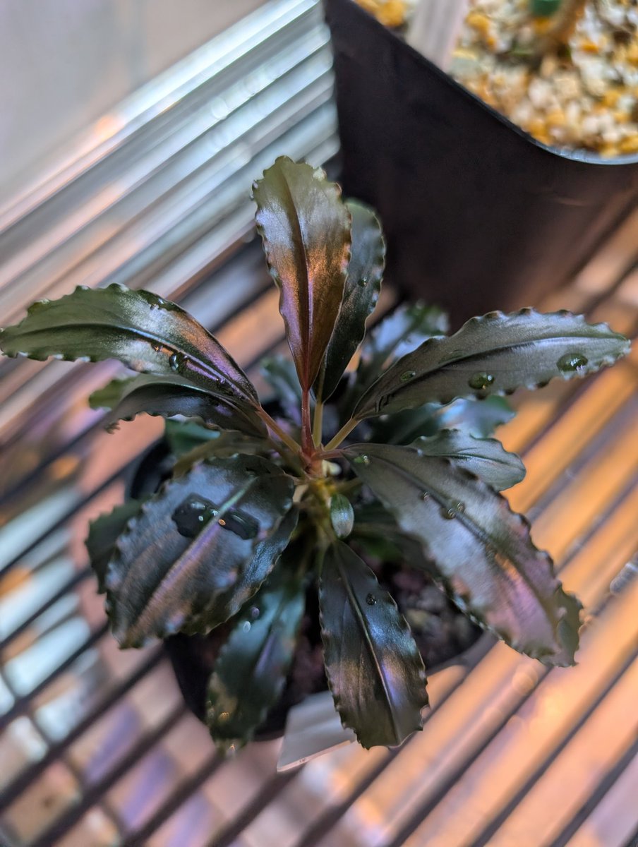 munmunshrimp's tweet image. エビ🦐と草🌿

アワード出してた系のせがれ。
こーゆーの安定してきましたので、次の掛け合わせ段階へいきませう😗赤もええ

Bucephalandra sp."Luminous blue" original location
知らん間に青光りから紫光りに変化してました、青良かったのに🙄
葉先の垂れ下がりがいい感じ。
子株は水中行こかな😗