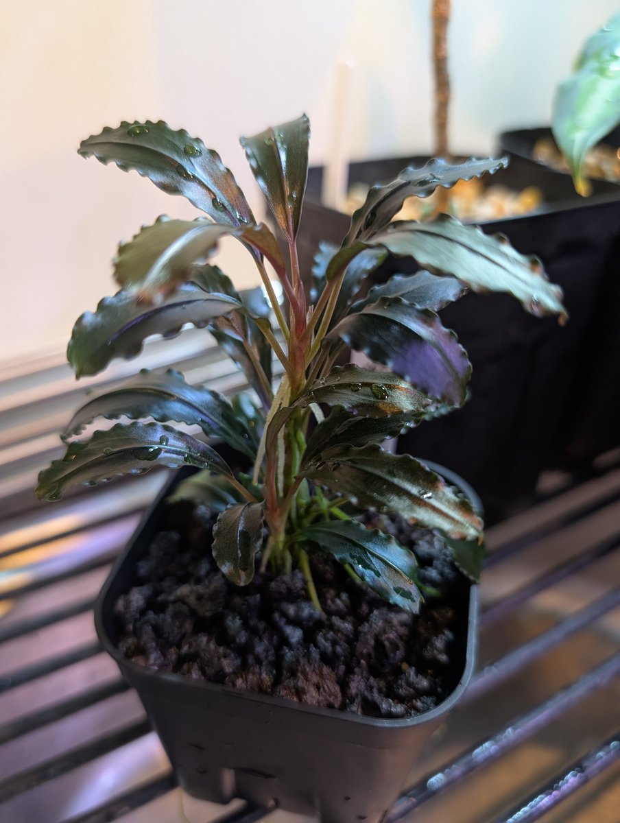 munmunshrimp's tweet image. エビ🦐と草🌿

アワード出してた系のせがれ。
こーゆーの安定してきましたので、次の掛け合わせ段階へいきませう😗赤もええ

Bucephalandra sp."Luminous blue" original location
知らん間に青光りから紫光りに変化してました、青良かったのに🙄
葉先の垂れ下がりがいい感じ。
子株は水中行こかな😗