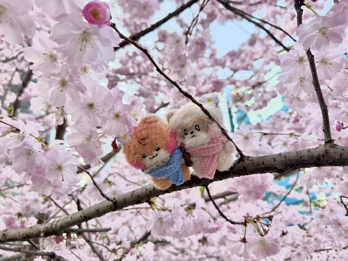 ryosindans's tweet photo. જ⁀➴🌸🤍 https://t.co/4Z0z3YiVNe