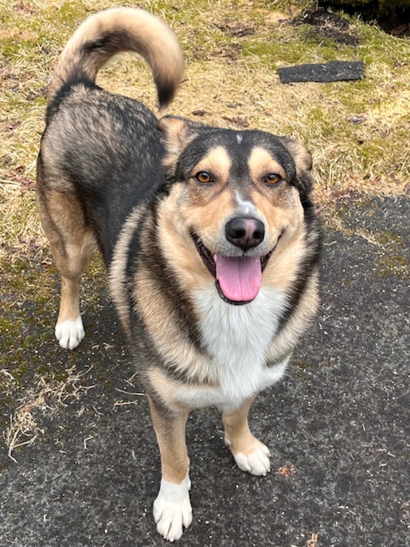 Meet Diogi, a very sweet dog with a heart full of love and wanting affection but also timid and fearful. With lots of trust building, this great guy will fill your days with joy. Learn more about Diogi at ow.ly/SLMY50Vn0gN. | BC SPCA Burnaby