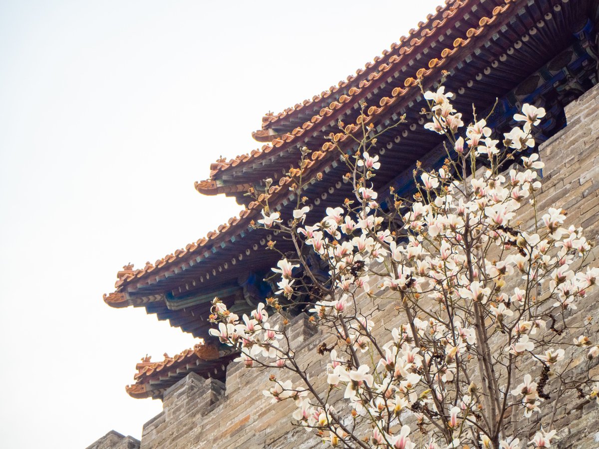 VisitBeijingcn's tweet photo. Each March, #magnolias bloom outside the #ForbiddenCity’s Donghua Gate, their delicate white petals glowing against the ancient crimson walls. A fleeting yet timeless beauty, where spring breathes new life into history. #SpringInBeijing #VisitBeijing #Beijing https://t.co/Y6AWTLgGzm
