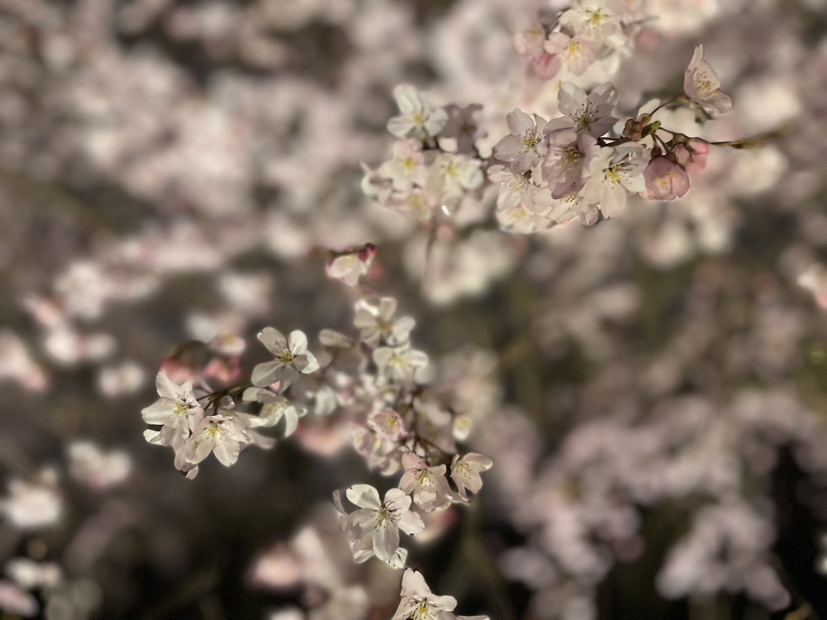 info_theiere's tweet photo. 六義園の枝垂桜が見頃を迎えています。
https://t.co/BbhvcjiUMu

#夜桜 #六義園 #桜 #日本庭園 #花見 #さくら #東京 https://t.co/ikCr9VFoSx