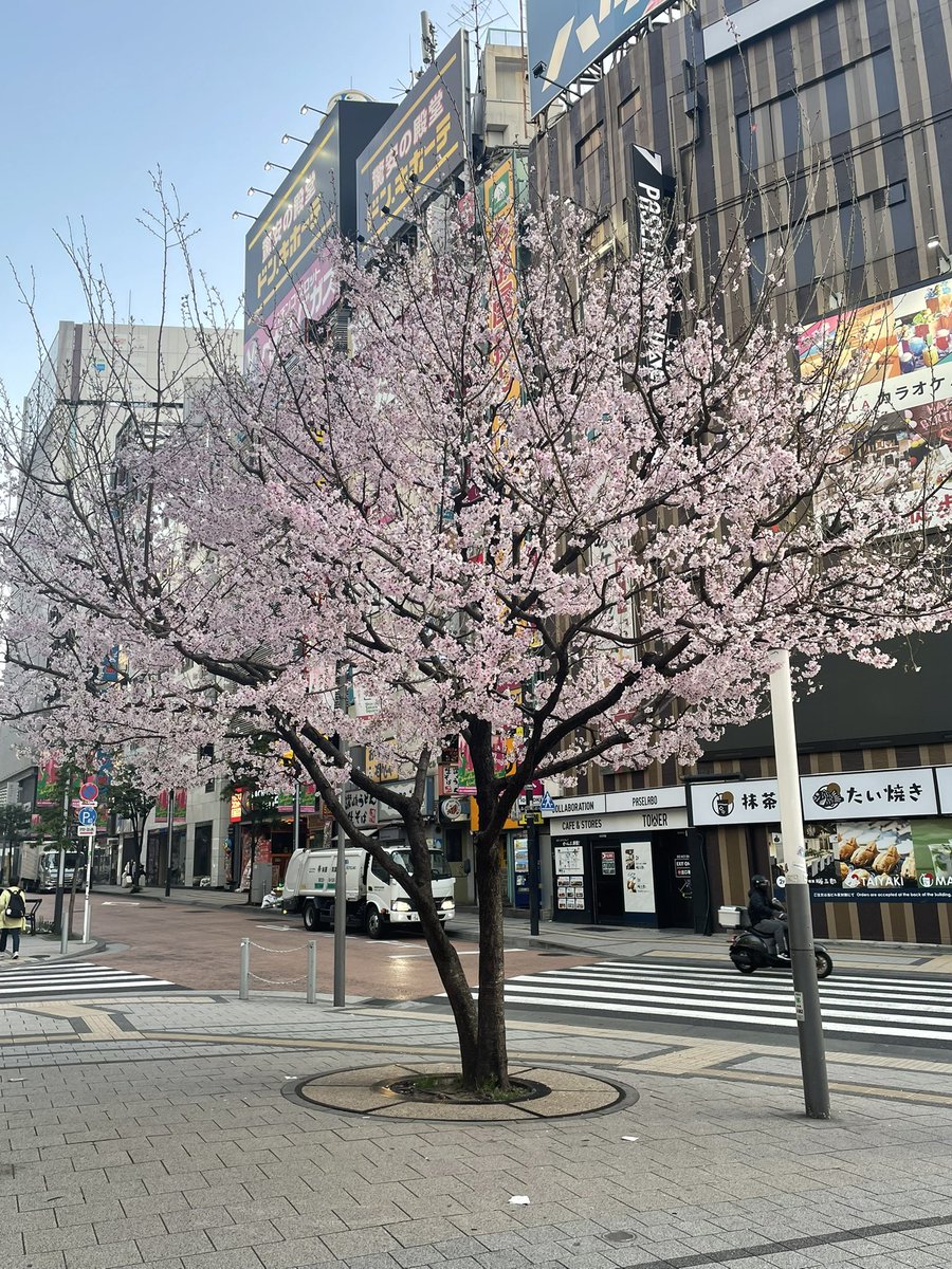 新宿駅桜咲いてる🌸