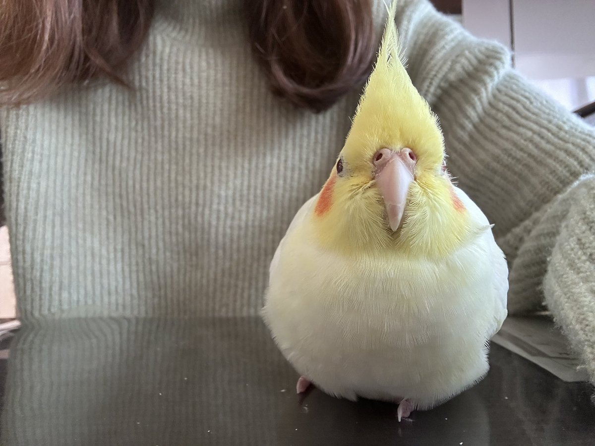 紹介します、かいぬしです🐥
お白湯さんつくるのがとってもジョウズです🐥カキカキはヘタです🐥

#オカメインコ