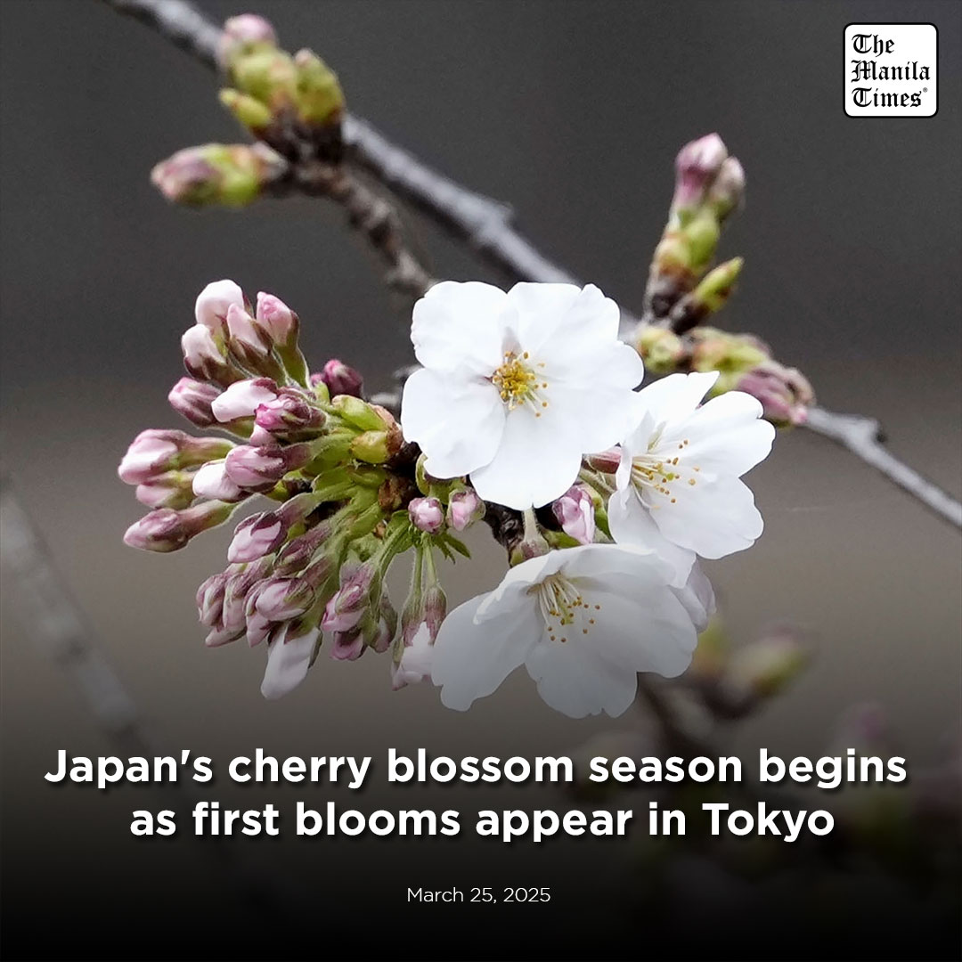 TOKYO — Japan's official cherry blossom spotters on Monday confirmed the  first blooming of the country's favorite flower, declaring the official  start of the festive season in the Japanese capital. Read more:, image size:1080x1080
