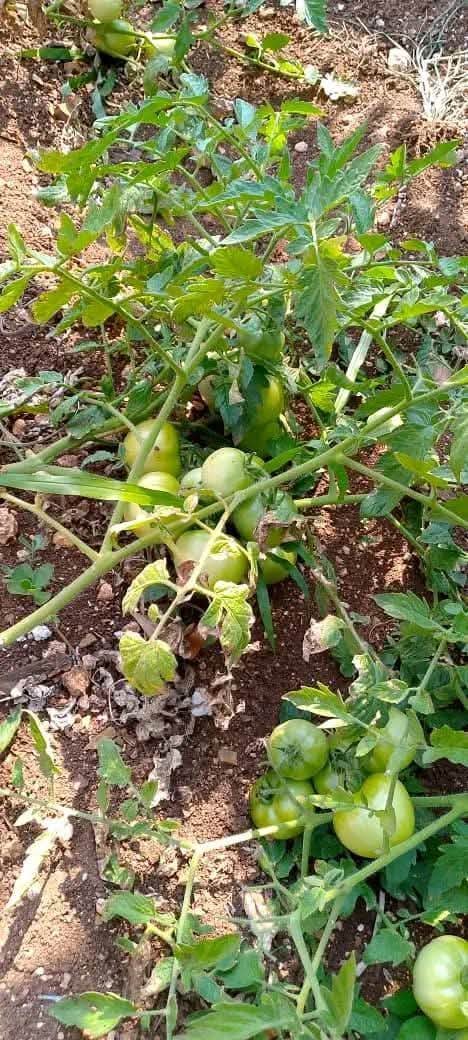 La UEB de Colón perteneciente a la Empresa Universal de Matanzas también cultiva vegetales y hortalizas para el autoconsumo