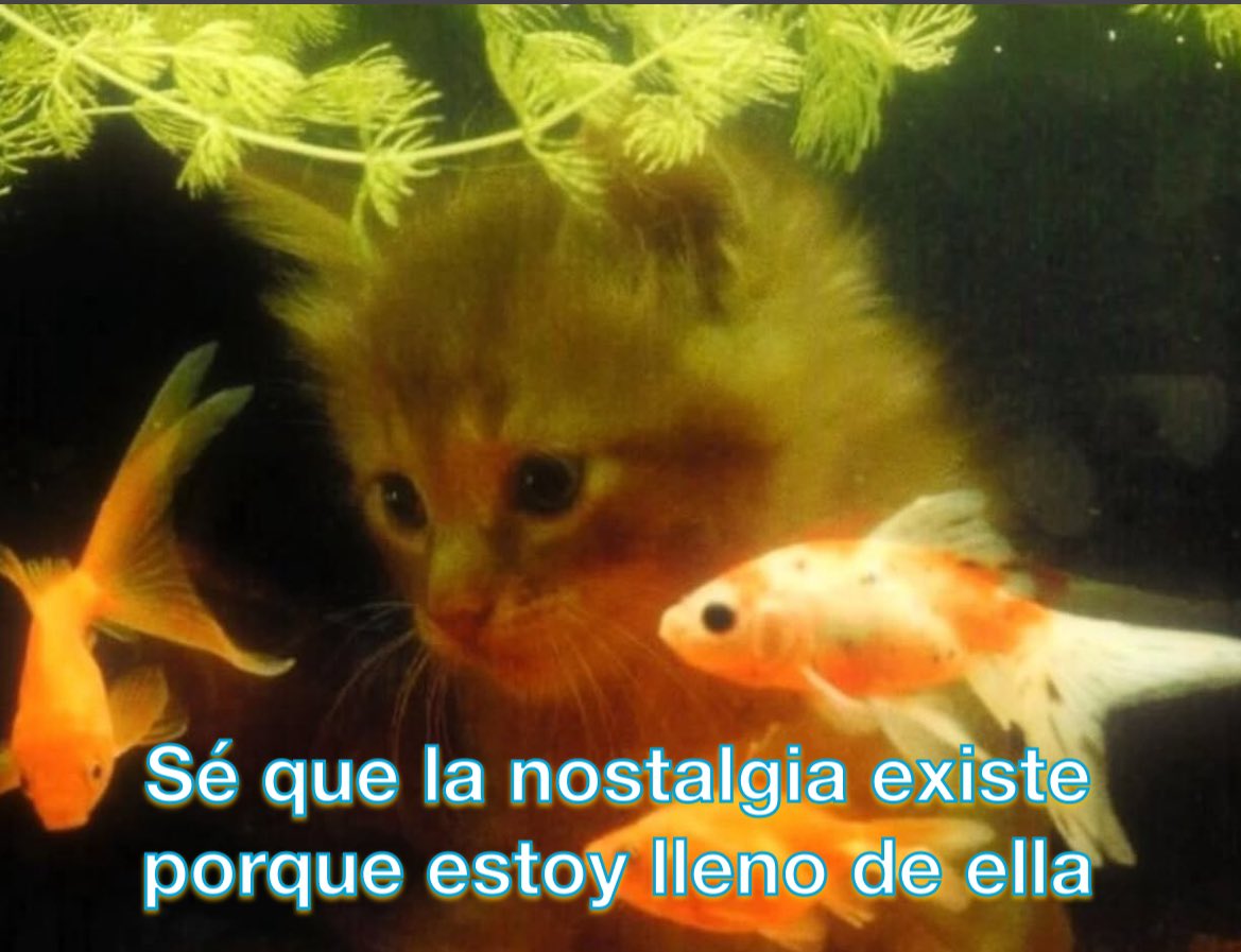 emociones amarillas (@conoloracigarro) on Twitter photo 