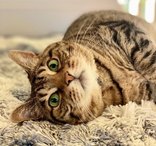 🤎𑜞᭄🤎𑜞᭄🤎𑜞᭄🤎𑜞᭄🤎𑜞᭄🤎𑜞᭄🤎𑜞᭄🤎𑜞᭄
Have a peaceful and blessed day😽♥️✨
＃BeHappy✨
🤎𑜞᭄🤎𑜞᭄🤎𑜞᭄🤎𑜞᭄🤎𑜞᭄🤎𑜞᭄🤎𑜞᭄🤎𑜞᭄