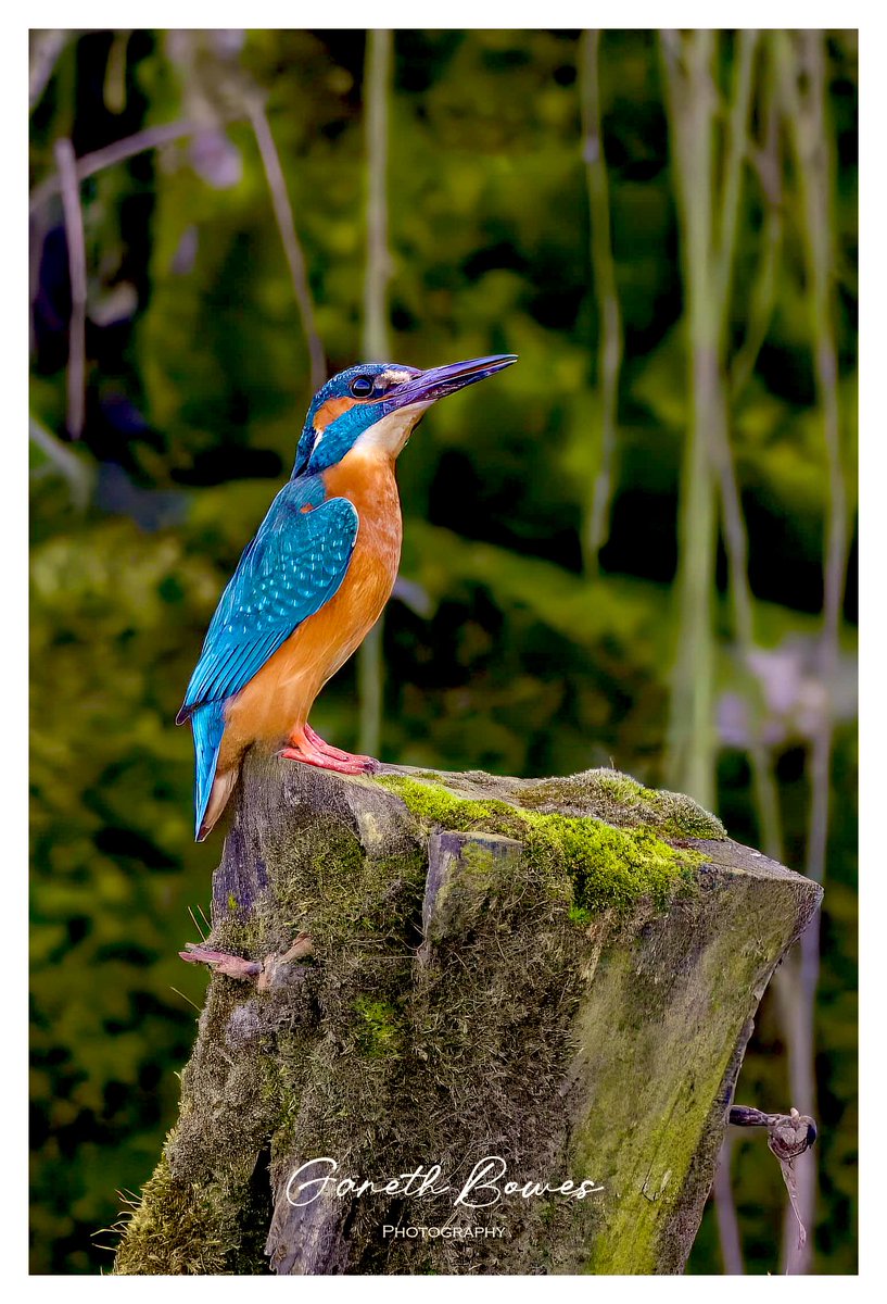 Gareth Bowes (@garbo69) on Twitter photo Stunning male Kingfisher.
<a href="/teesbirds1/">teesbirds</a> <a href="/teesmouthbc/">Teesmouth Bird Club</a> <a href="/DurhamBirdClub/">Durham Bird Club</a> <a href="/Natures_Voice/">RSPB</a> <a href="/WildlifeMag/">BBC Wildlife</a> <a href="/BBCSpringwatch/">BBC Springwatch</a> Stunning male Kingfisher.
<a href="/teesbirds1/">teesbirds</a> <a href="/teesmouthbc/">Teesmouth Bird Club</a> <a href="/DurhamBirdClub/">Durham Bird Club</a> <a href="/Natures_Voice/">RSPB</a> <a href="/WildlifeMag/">BBC Wildlife</a> <a href="/BBCSpringwatch/">BBC Springwatch</a>