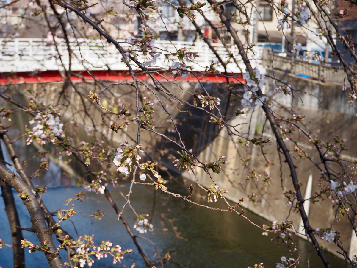 今朝の桜の様子です。
全体的にまだまだですが、木によってまばらに花を付けている木もありました。
咲いていない木も蕾がふっくらしていて今にも開花しそうです♪

＊-＊-＊-＊-＊-＊-＊-＊-＊-＊-＊-＊-＊-＊-＊-＊-＊-＊-＊-＊
桜ライトアップ　3/21～4/3
サクラマルシェ　3/22