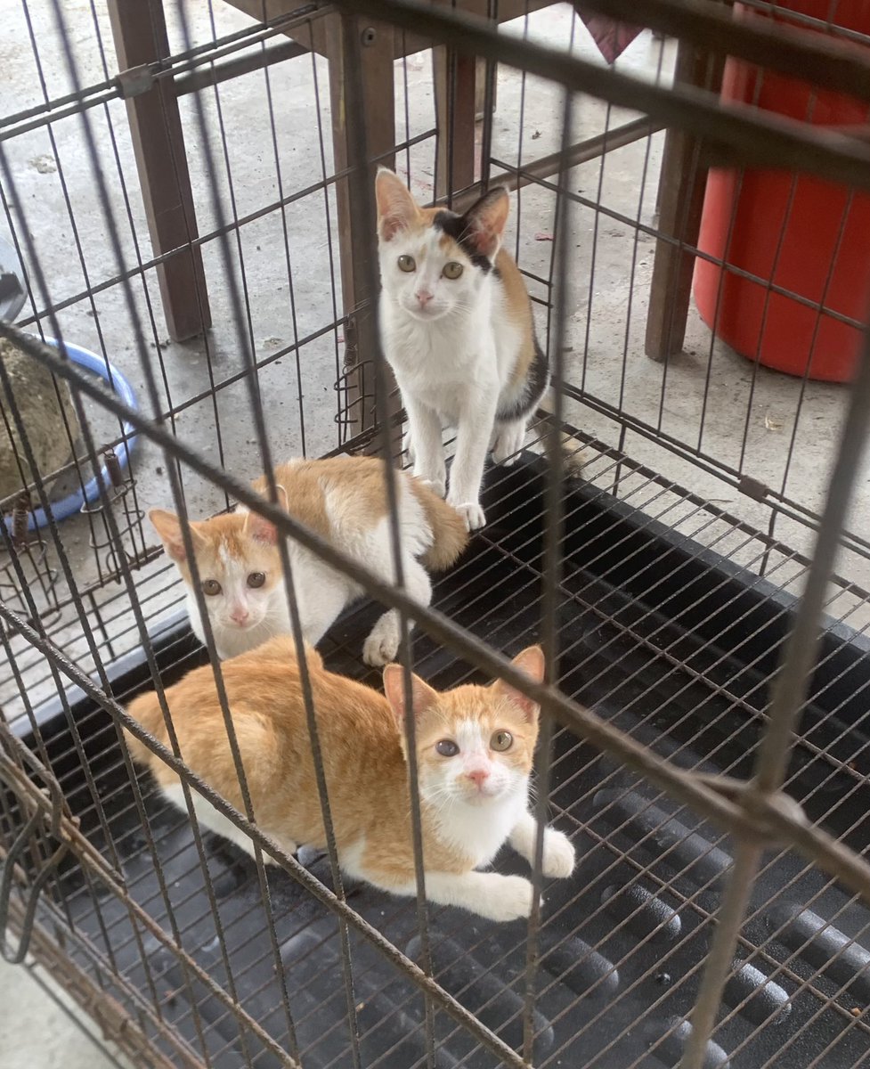 whisperforpaws's tweet photo. Ada tak sesiapa area Seremban yang sudi jaga mereka? Owner kata dah tak boleh jaga. Atleast dia tak buang &amp; cuba cari adopter. Anyone yang masih ada space boleh laa dm saya ye. Age around 6 months. Comel nya 🥹

Location : Seremban https://t.co/h72sridPv7