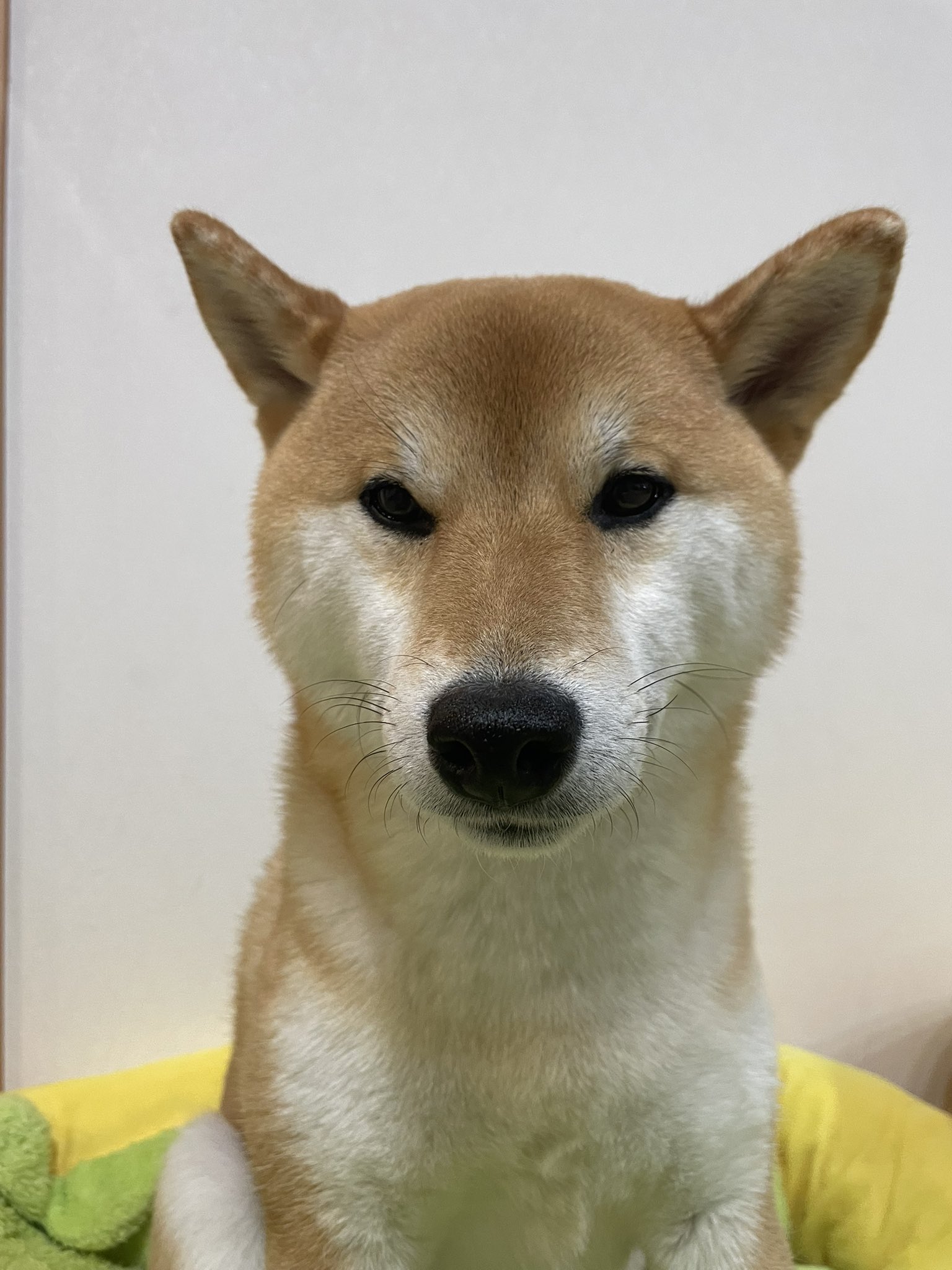 柴犬 りん (@rin__shibaken) / X