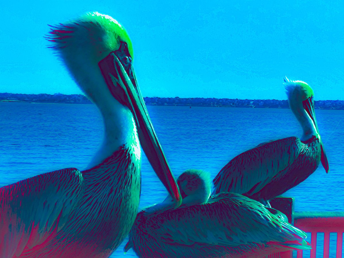 YungCastr0's tweet photo. Bird moderna https://t.co/u03LenWvBd