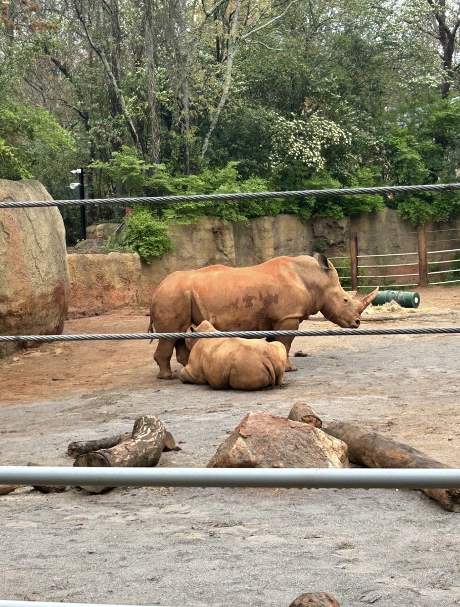 PandaSuneetha's tweet photo. @CHChargers#Classroom meets the wild! During today’s visit to @ZooATL @BibbSchools explored animal adaptations and ecosystems first hand learning experience. https://t.co/nAJNFUhREa