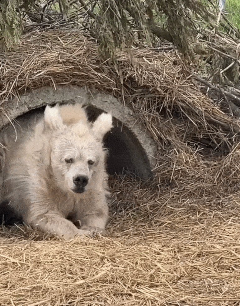 Live footage of me going back into hibernation after this god awful season

#TheBachelor