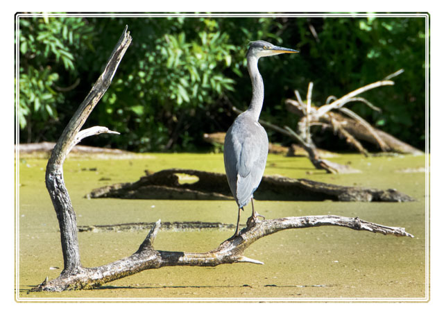 photos_dsmith's tweet photo. A #heron stalks small #fish on a branch in the #morning #sunlight however the good #weather and #nutrients has #fuelled this #bloom of #algea on the #water. #wildlifephotography #wildlife #photography #ClimateEmergency #birdphotography #NaturePhotography #nature https://t.co/AbIfkYGHDK