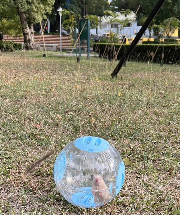 別人遛狗遛貓

狗狗遛鼠😆

他不是QQ 他是奶ㄉㄟˇ

奶ㄉㄟˇ是狗狗養的老鼠裡面最好看的一隻😳 https://t.co/0hSHHj9FAy