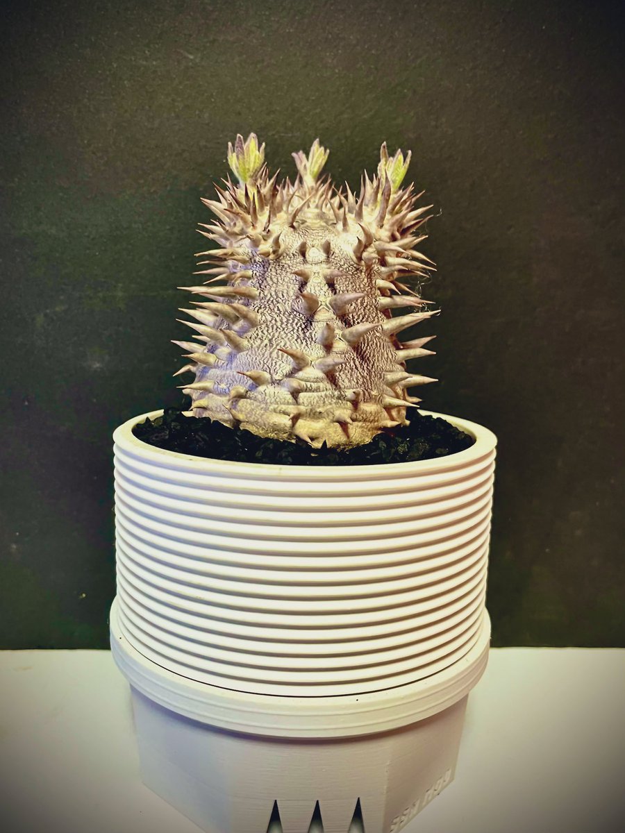 NekoTaniku's tweet photo. 3枝に3🌼花芽
パキポディウム デンシカウレ
Pachypodium Densicaule
×
パキポディウム エブルネウム
Pachypodium eburneum
ハイブリッド
#ssn鉢 #SSNMOD 90㎜ M https://t.co/wTraDkwp0f