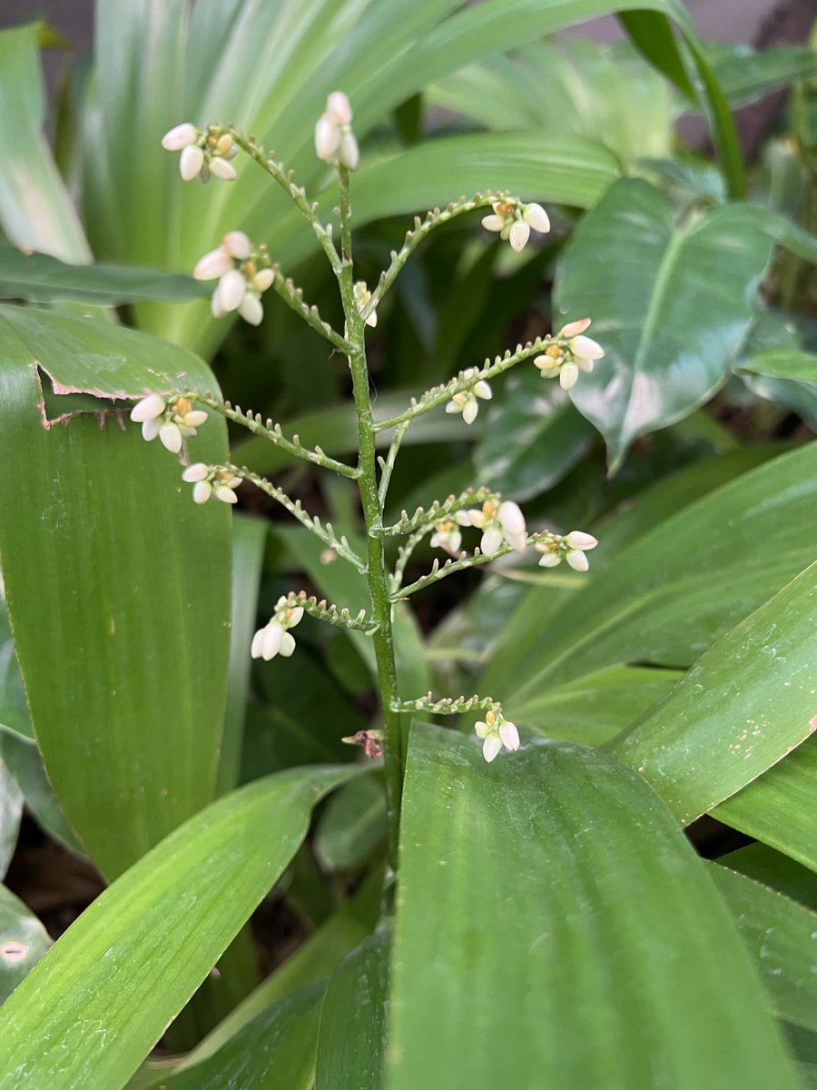 おはよう御座います。
大縄あそびバンコクにお邪魔させて頂き縛りを見せて頂き楽しい数日を過ごし今日帰ります。暑い！
バンコク大学の校内をうろうる彫像、花を見て少しだけ刺激が！
新たな鞭の参考に？
バンコクの友人達にもお世話に
ありがとう御座いました。新たな鞭にご期待ください。