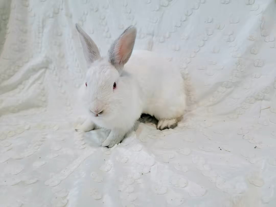 eastvalleybun's tweet photo. My friends at North Central Animal Shelter we have Snow. He is a chunk. He is very docile &amp; loving. He really just wants some love &amp; attention! Let’s find him a great forever home or rescue. Call 1-888-452-7381 #adopt https://t.co/iUTQb932Nu