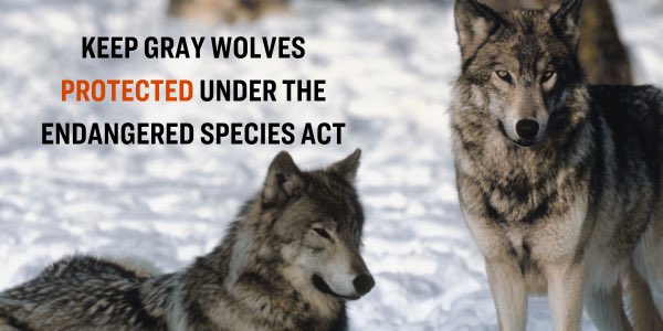 The Pet and Livestock Protection Act, introduced by Rep. Lauren Boebert (R-CO 4th District), will have long-term consequences for gray wolf recovery and set a dangerous precedent for removing federal species protections. <a href="/RepGolden/">Congressman Jared Golden</a> <a href="/RepValHoyle/">Representative Val Hoyle</a> <a href="/RepAdamGrayCA/">Congressman Adam Gray</a> we're watching!