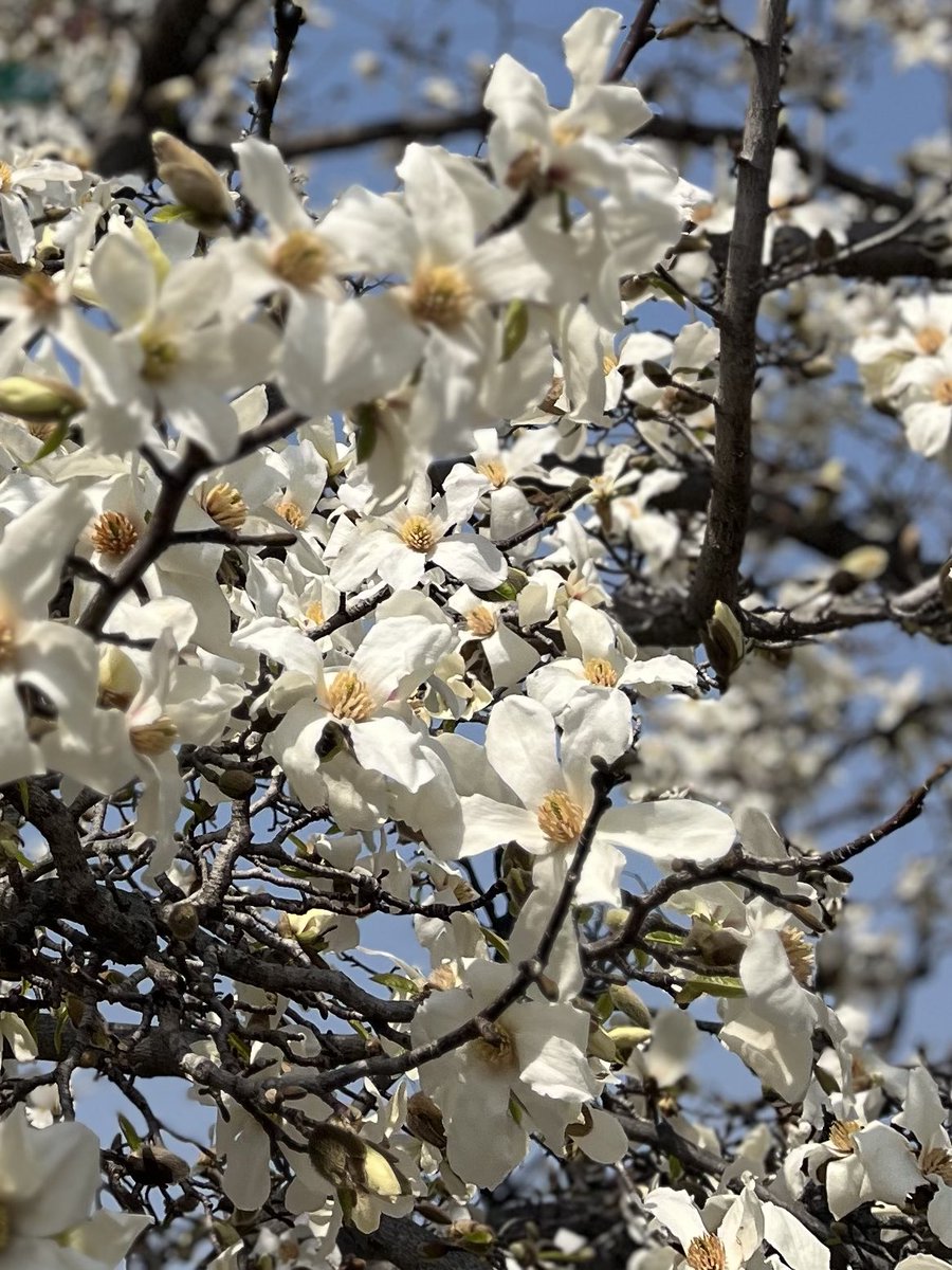 すっかりお昼になってしまいました😊
暖かくていいお天気です☀️
洋光台へ職場定着支援に行ってきました🫡
来月から勤務時間を増やすことができそうです☺️
これからも応援しています📣

#企業公式が地元の天気を言い合う 
#企業公式相互フォロー 
#鎌倉市 #大船 #就労移行 #障害者雇用 #精神疾患