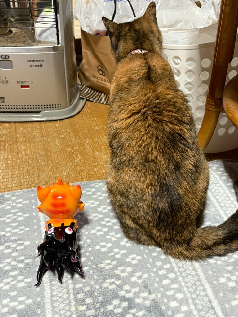 te2kame's tweet photo. GACHOと実家の猫
#あっガチョ
#GACHO https://t.co/B2kUKCr09y