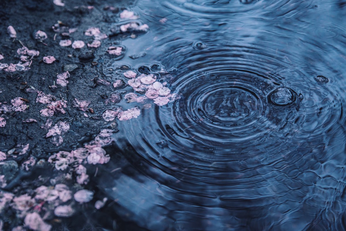suzuuuuu002's tweet photo. 雨に得るもの. https://t.co/8psnCOVTw2