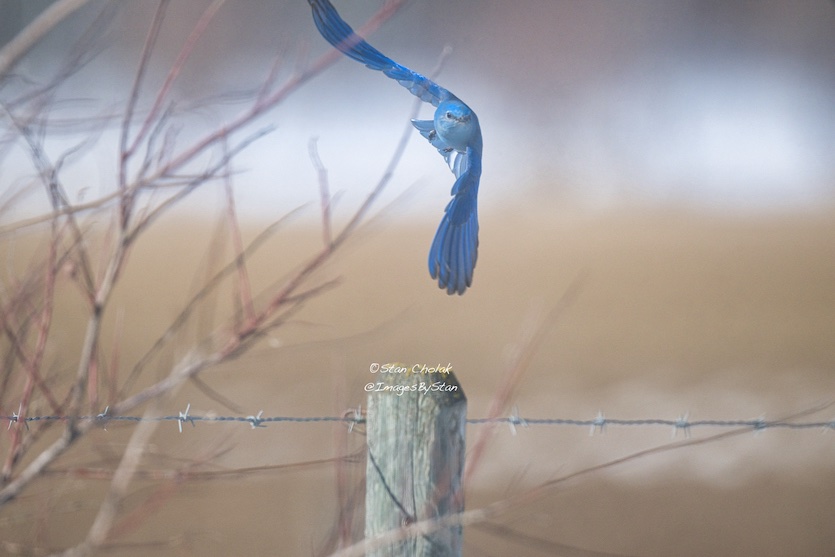 ImagesByStan's tweet image. Flight of the #bluebird.  @mikesobel @NatureAlberta
