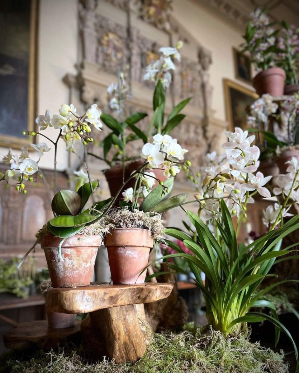 Don't miss the Orchid Festival at the stunning <a href="/BurtonAgnesHall/">Burton Agnes Hall, Gardens & Jazz & Blues Festival</a> this April! 🌿🌺 Immerse yourself in the beauty of these delicate, colourful flowers and learn all about their fascinating varieties.  loom.ly/W-nJeSM

📸 Image credit: Burton Agnes Hall