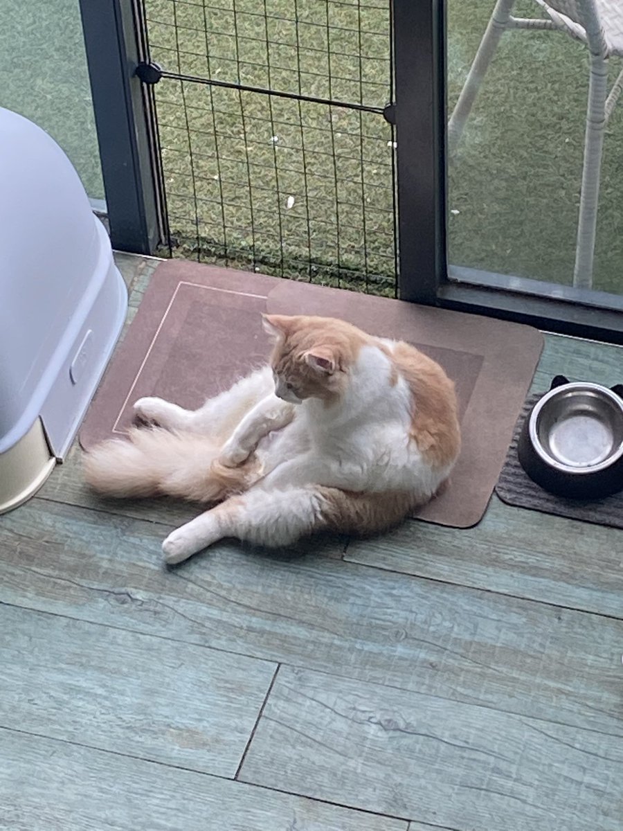 aeynaa__'s tweet photo. 🤣🤣🤣 dh start merajuk sbb mommy akan lebihkan kucing lain wktu raya nnti 😝😝 https://t.co/WFaFxAC8Kc