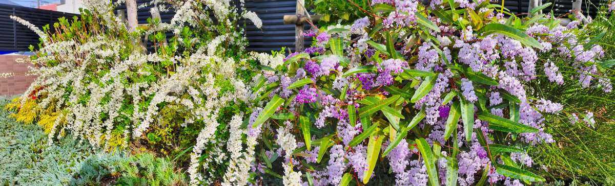 Thunberg Spiraea and Hardenbergia

Fukuoka City, Japan

#Panorama #PanoPhotos #Cityscape #Spring #Flower