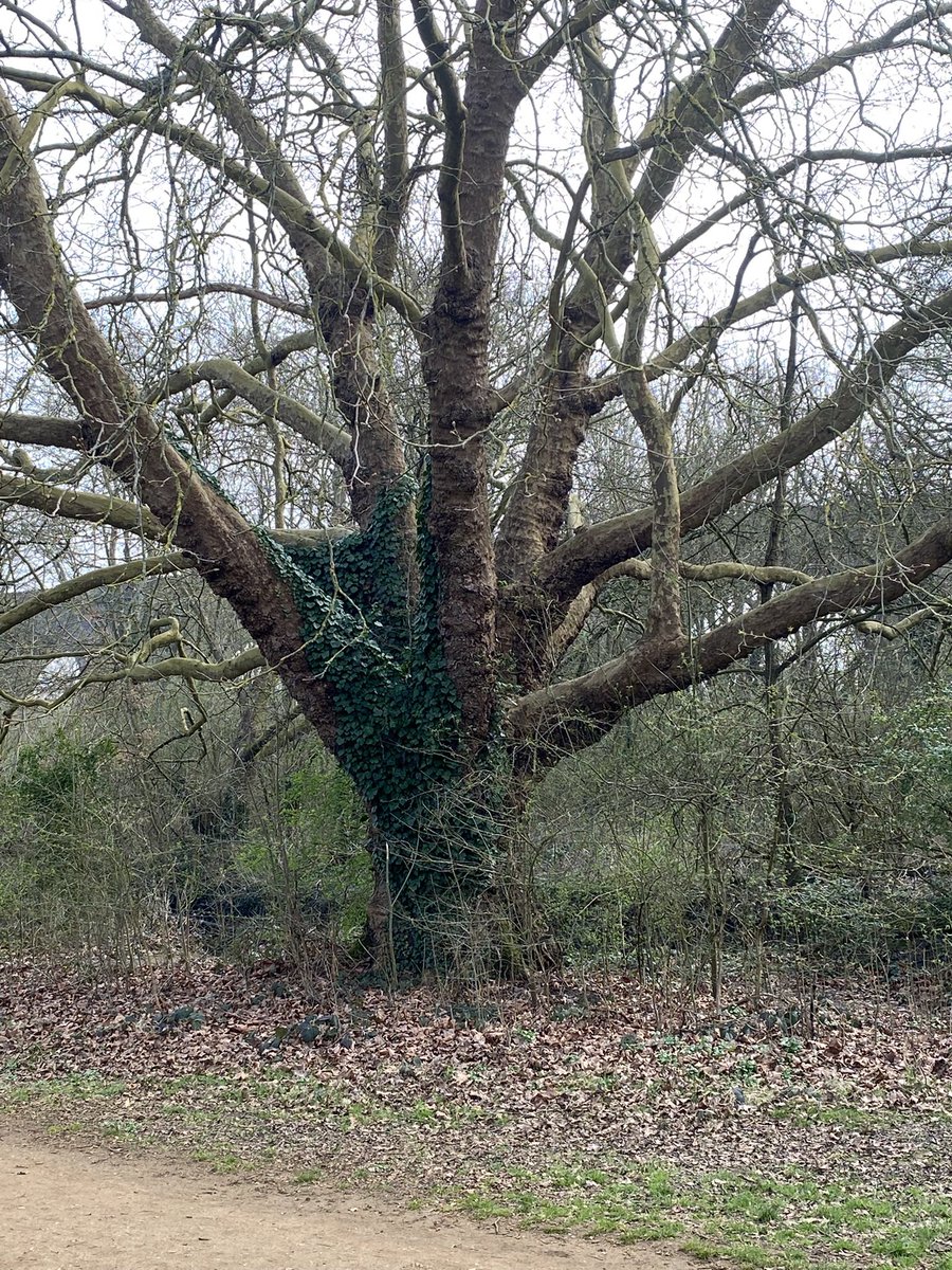 #TreeClub with what life viaduct in background