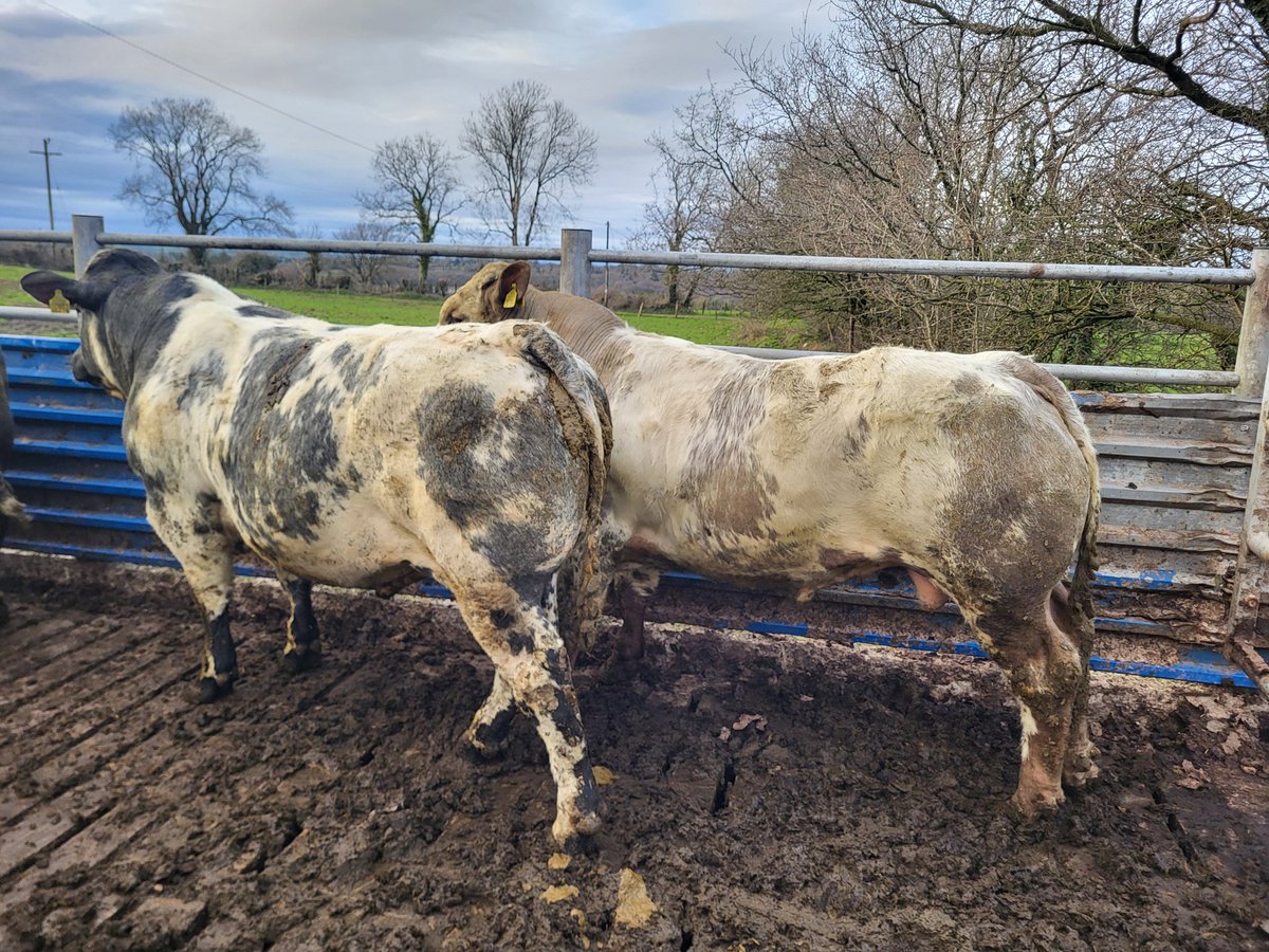 GMcCman's tweet photo. Weighed these lads  yesterday.  From 675kg to 470kg  13.5 months to 11.5 months.  Some doin 2kgs a day down to 1.4 kgs . Time to start feedin hard ! https://t.co/qahY6R76XU