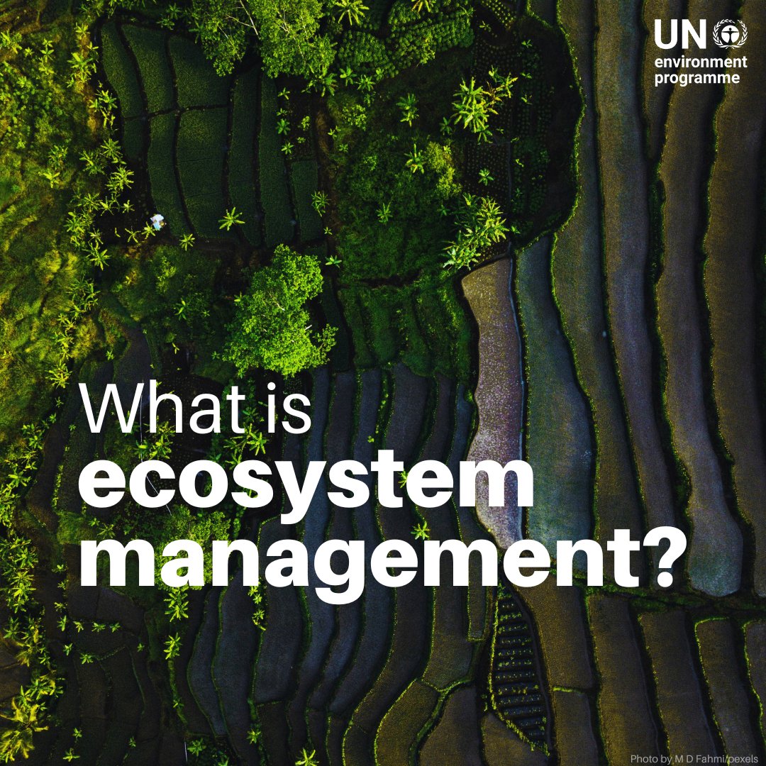 UNEP's tweet image. Ecosystem management is about keeping ecosystems healthy while meeting environmental, economic, and social needs.

Understanding how nature and human activities are connected helps ecosystems remain strong and resilient to climate change.

Discover more unep.org/topics/nature-…