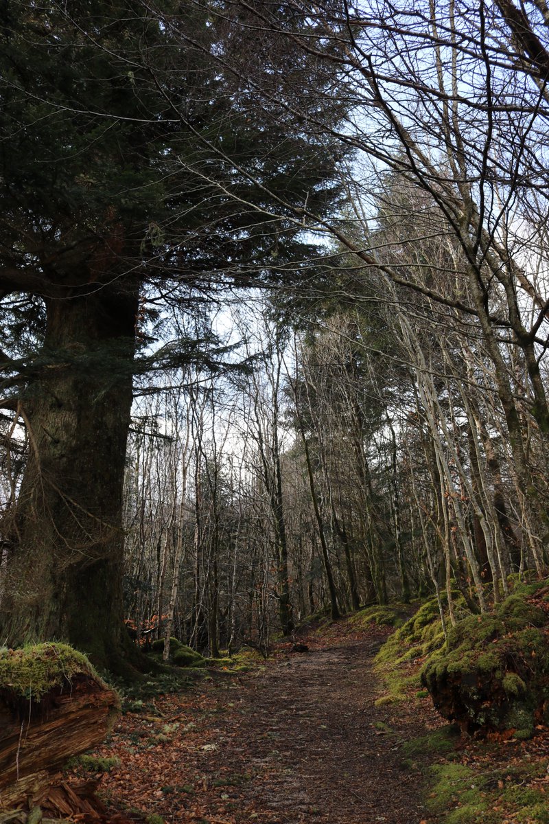 Maureen82665415's tweet photo. Morning all 👋🏻 happy  #thicktrunktuesday to  you  #trees #treeclub #treelovers #woodland #forest 💙🏴󠁧󠁢󠁳󠁣󠁴󠁿 https://t.co/iHdcXvzVim